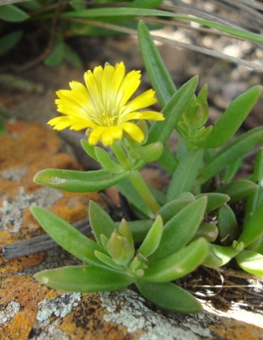 Delosperma leendertziae new leaves